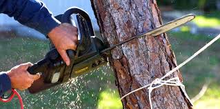 Trusted Juno Beach, FL Tree Services Experts