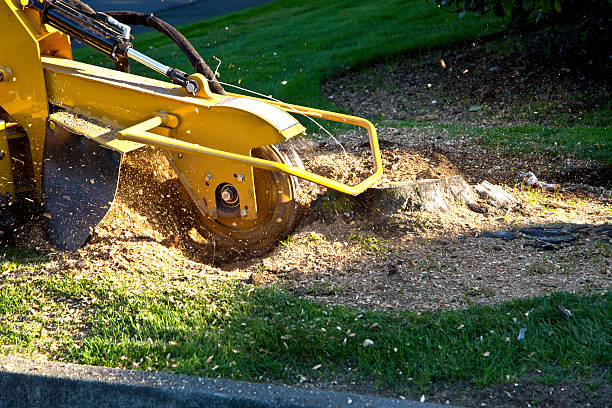 Lawn Grading and Leveling in Juno Beach, FL