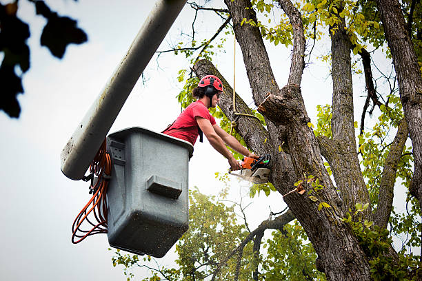 Best Tree Disease Treatment  in Juno Beach, FL